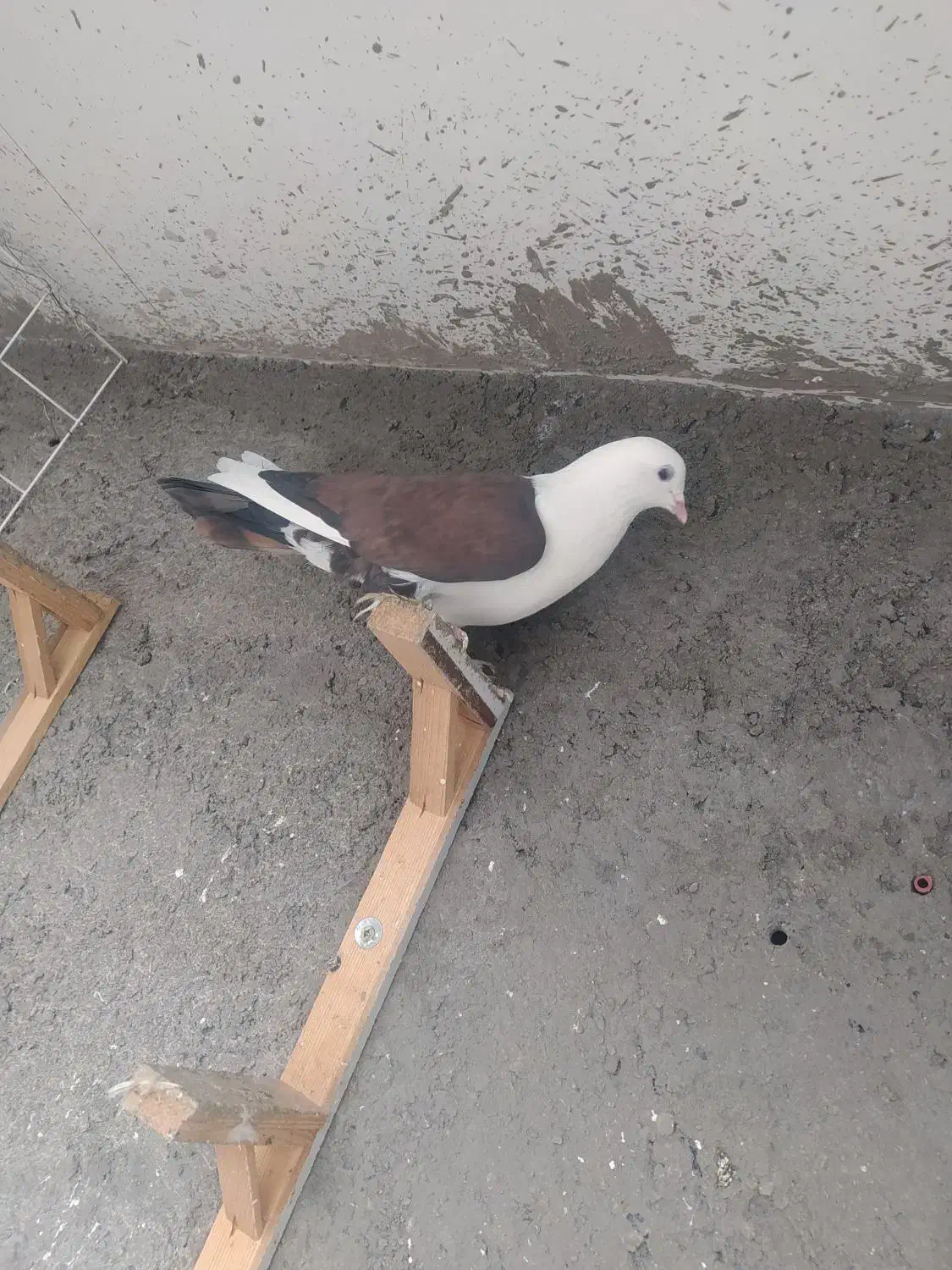 صید کفتر|پرنده|مشهد, یاس|دیوار