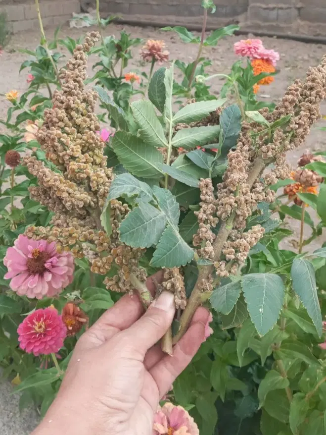 سماق|خوردنی و آشامیدنی|تویسرکان, |دیوار