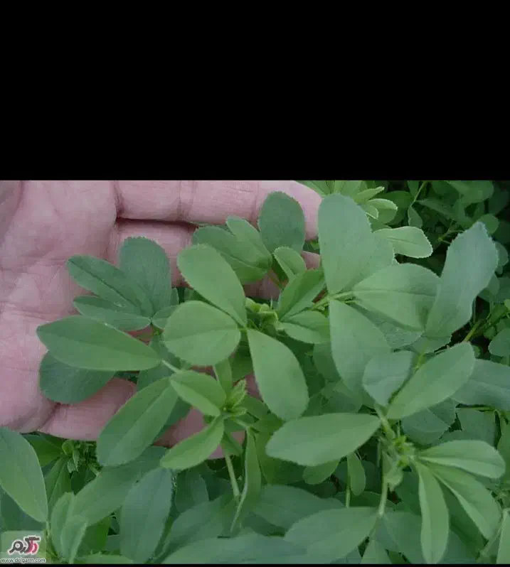 بذریونجه|خدمات باغبانی و درختکاری|موچش, |دیوار