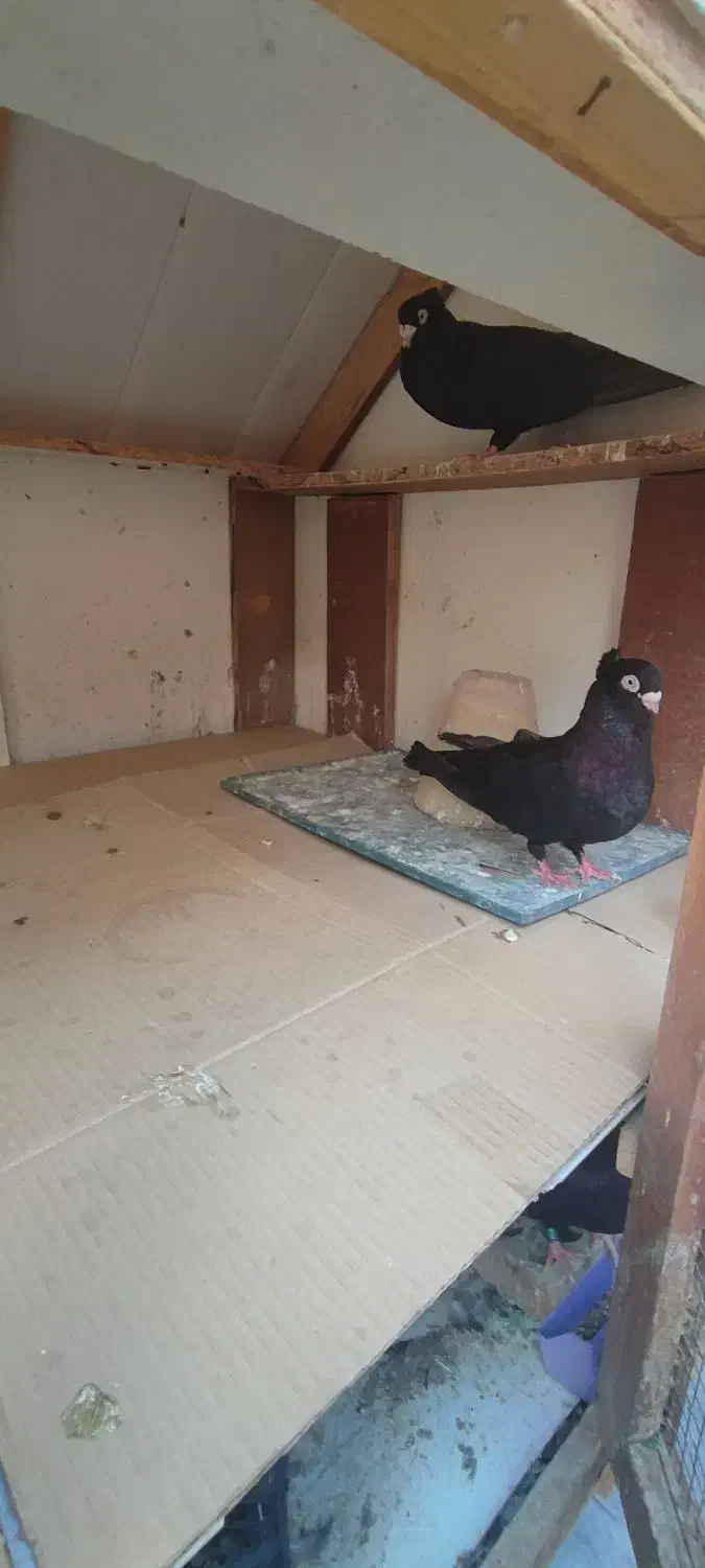 قفس|لوازم جانبی حیوانات|پیر بکران, |دیوار