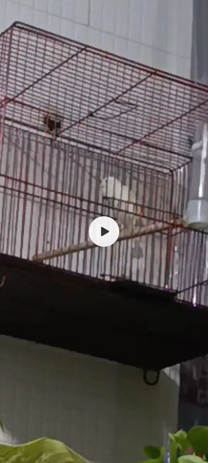 قناری|پرنده|داراب, |دیوار