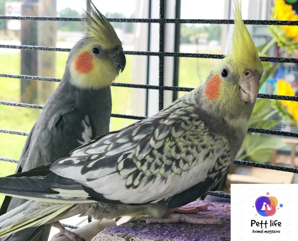 ی جفت عروس|پرنده|فردیس, خیام شرقی|دیوار