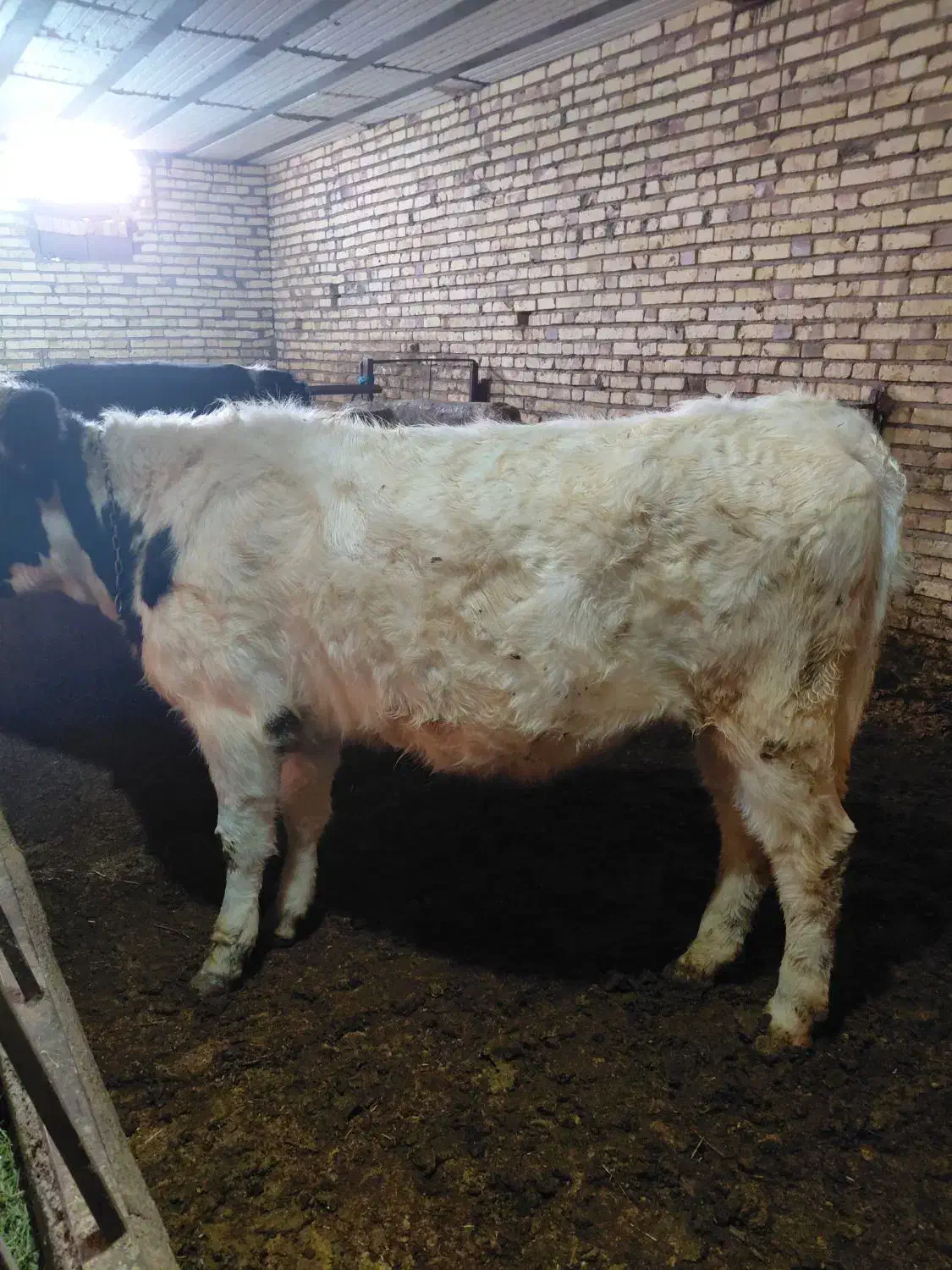 گوساله ماده|حیوانات مزرعه|ایجرود, |دیوار
