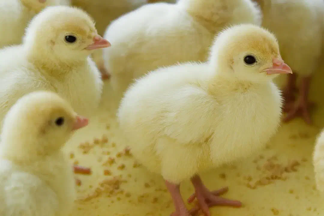 جوجه ۱روزه بوقلمون بیوتی6|حیوانات مزرعه|قیدار, |دیوار