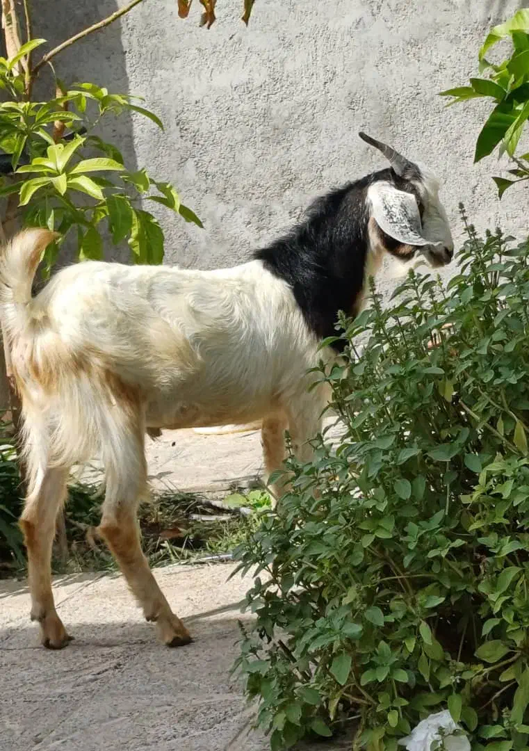 فروش فوق العاده|حیوانات مزرعه|رودان, |دیوار