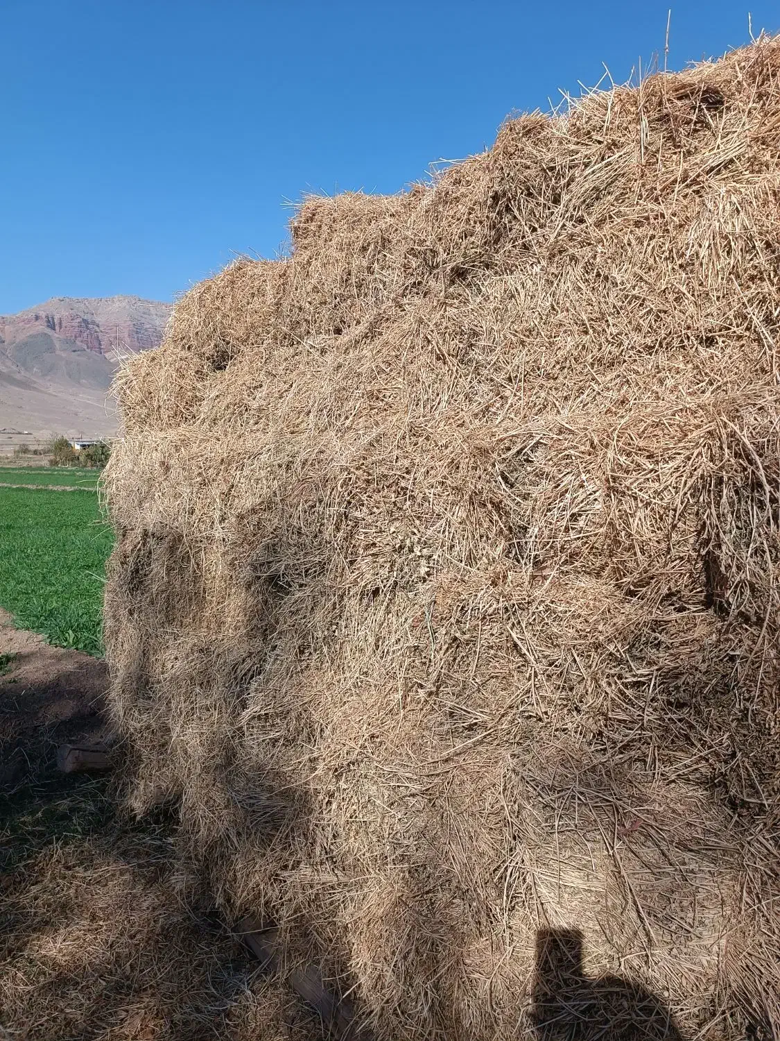 یونجه|لوازم جانبی حیوانات|ایواوغلی, |دیوار