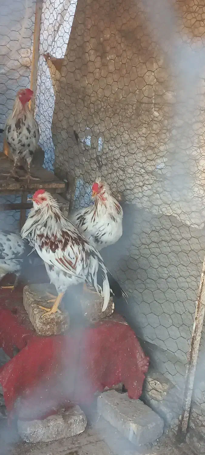 خروس گلین|حیوانات مزرعه|اصفهان, شیخ اشراق|دیوار