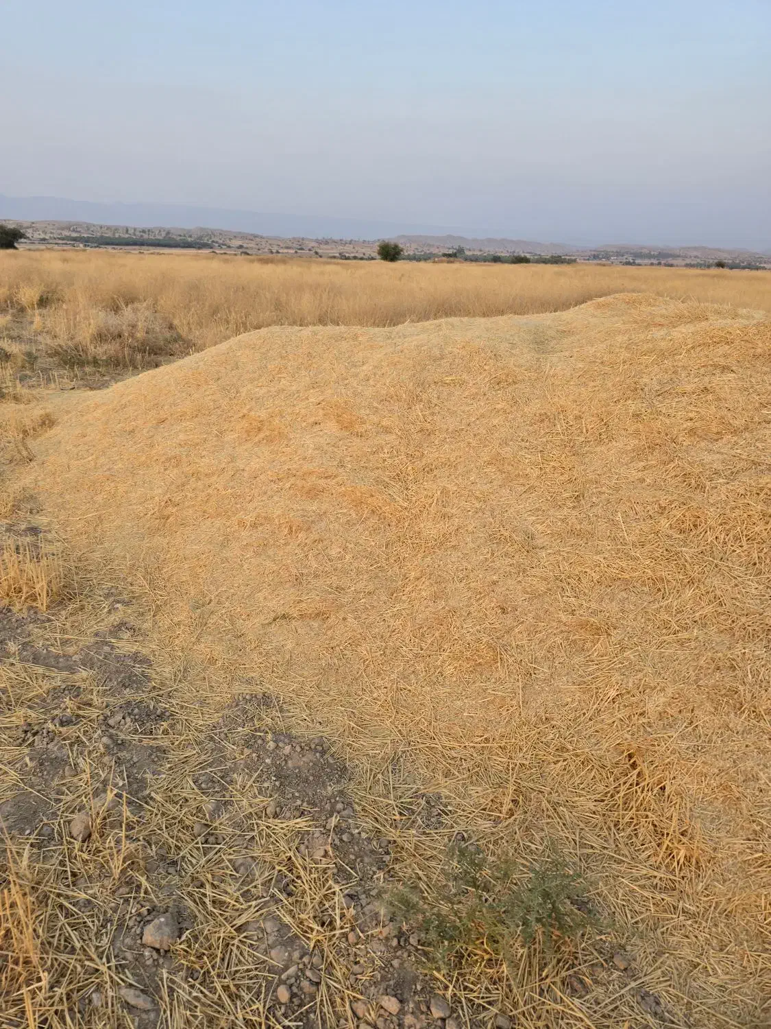 کاه گندم .محل بازدید شهر تنگ ارم قیمت ۱۲هزارتومن|حیوانات مزرعه|ارم, |دیوار