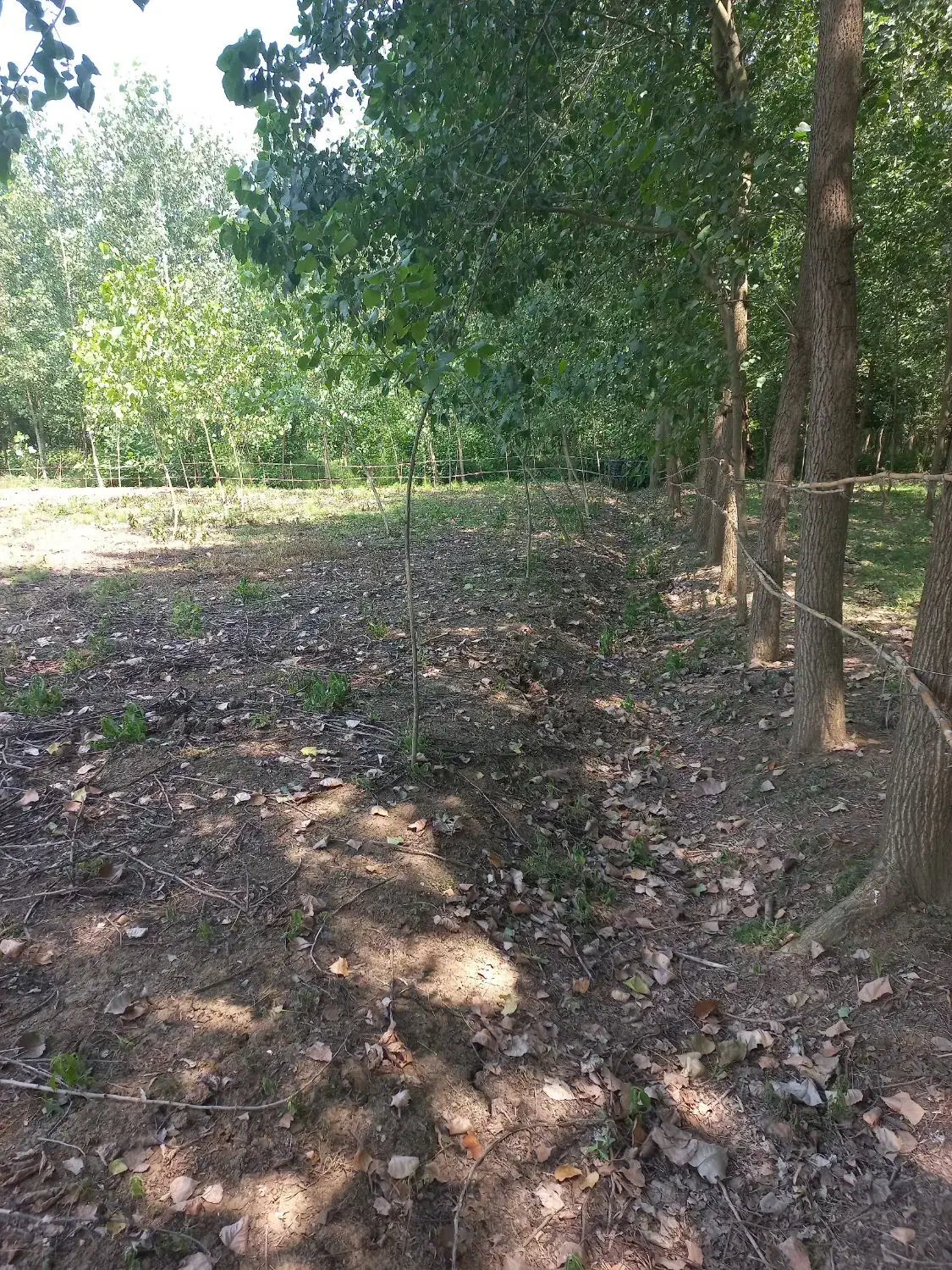 زمین باغی|فروش زمین و ملک کلنگی|شلمان, |دیوار