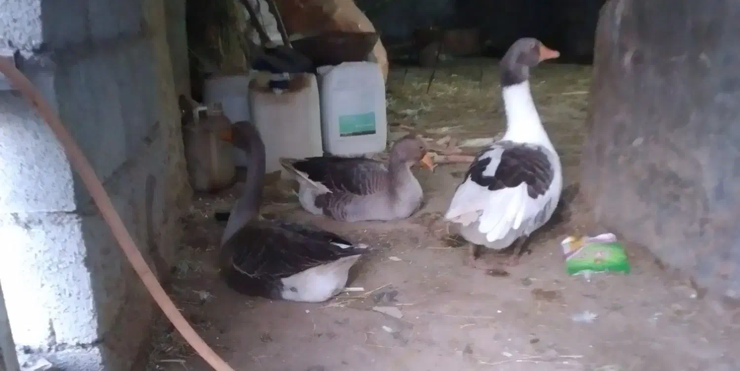 غاز|حیوانات مزرعه|شوشتر, |دیوار