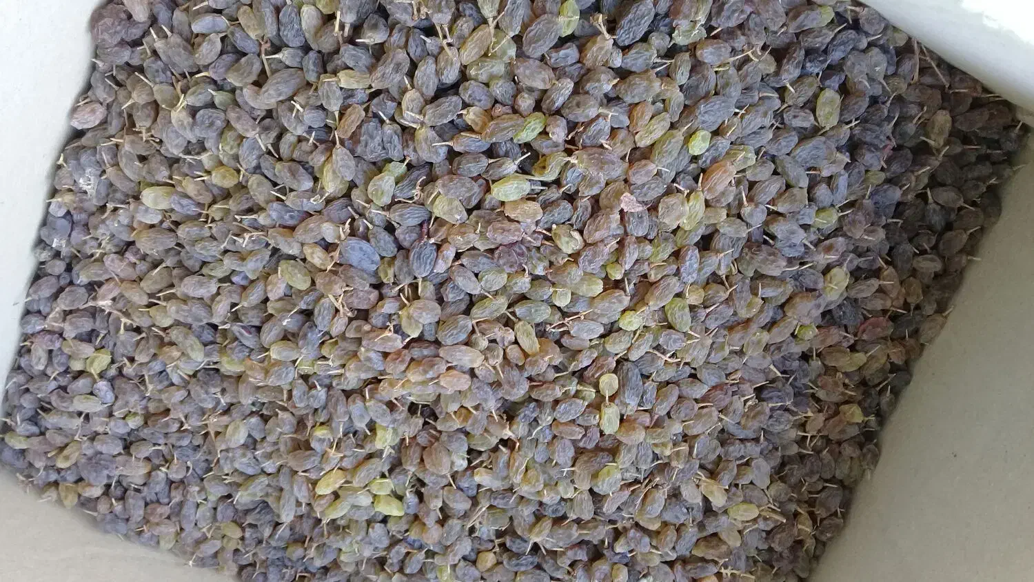 فروش کشمش.سایه خشک. الوبخارا.سنجد|خوردنی و آشامیدنی|ملایر, |دیوار