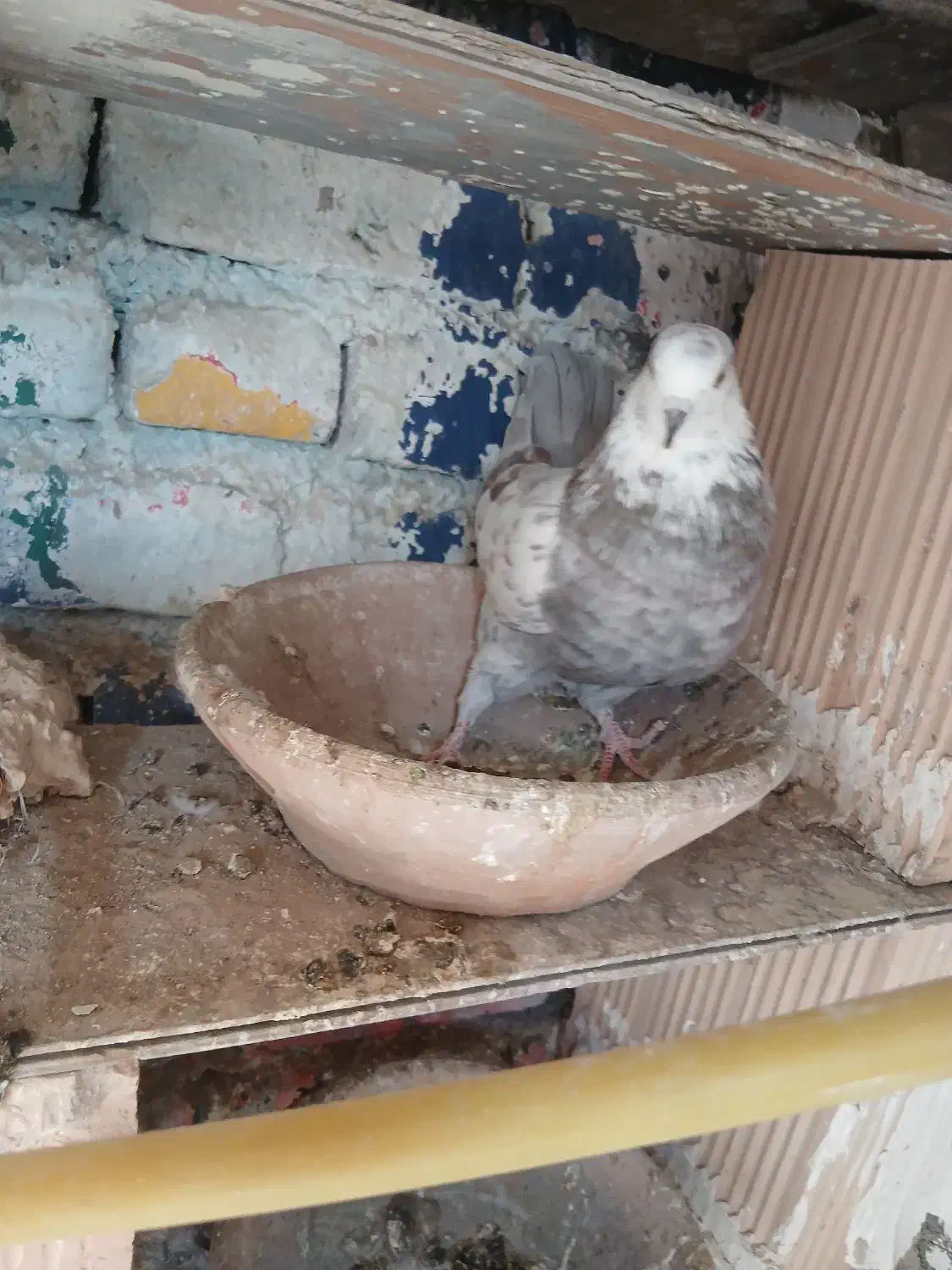 غریبگری|پرنده|پاکدشت, پاکدشت (مامازند)|دیوار