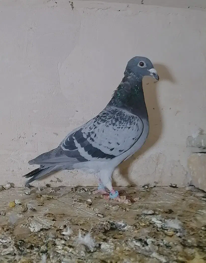 کفتر پرشی المانی پلنگ کرمونی وطوقی|پرنده|سلیمان, |دیوار