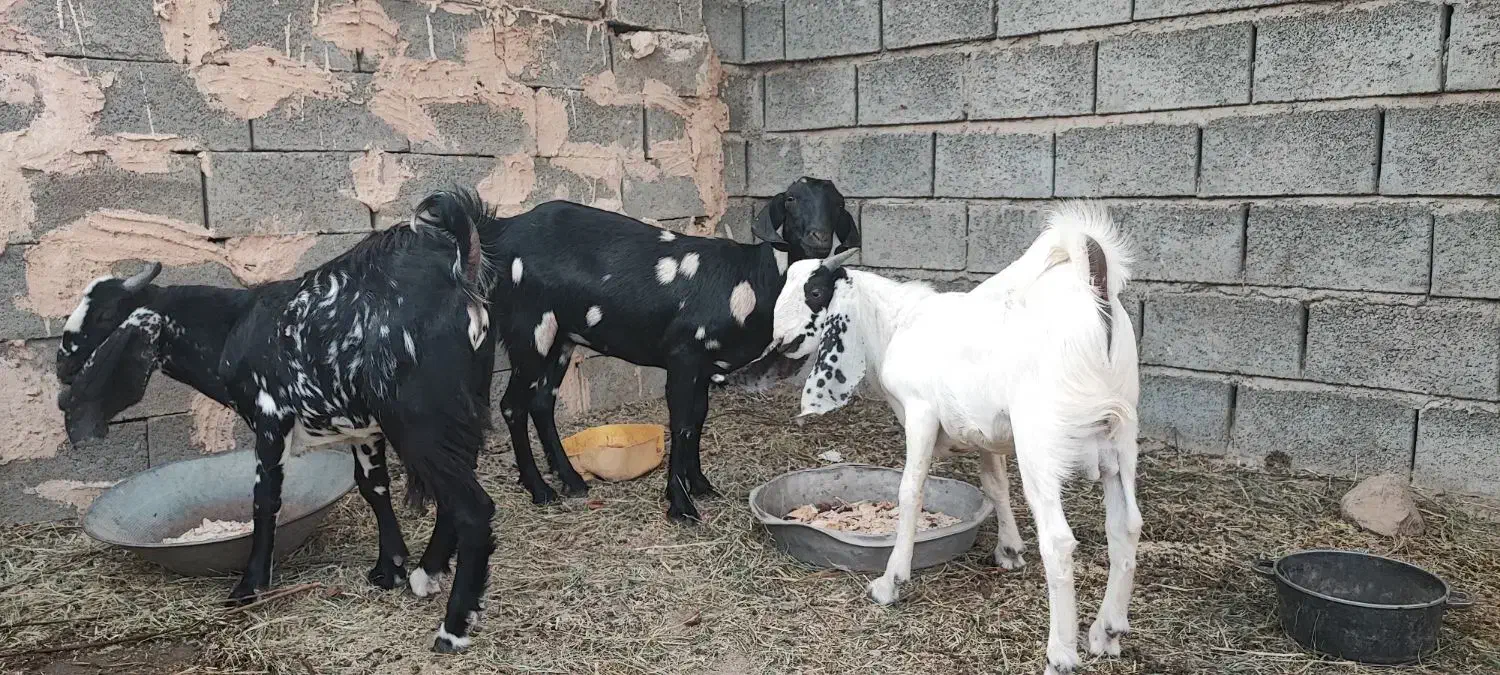 بز داشتی نژاد دار|حیوانات مزرعه|میناب, |دیوار