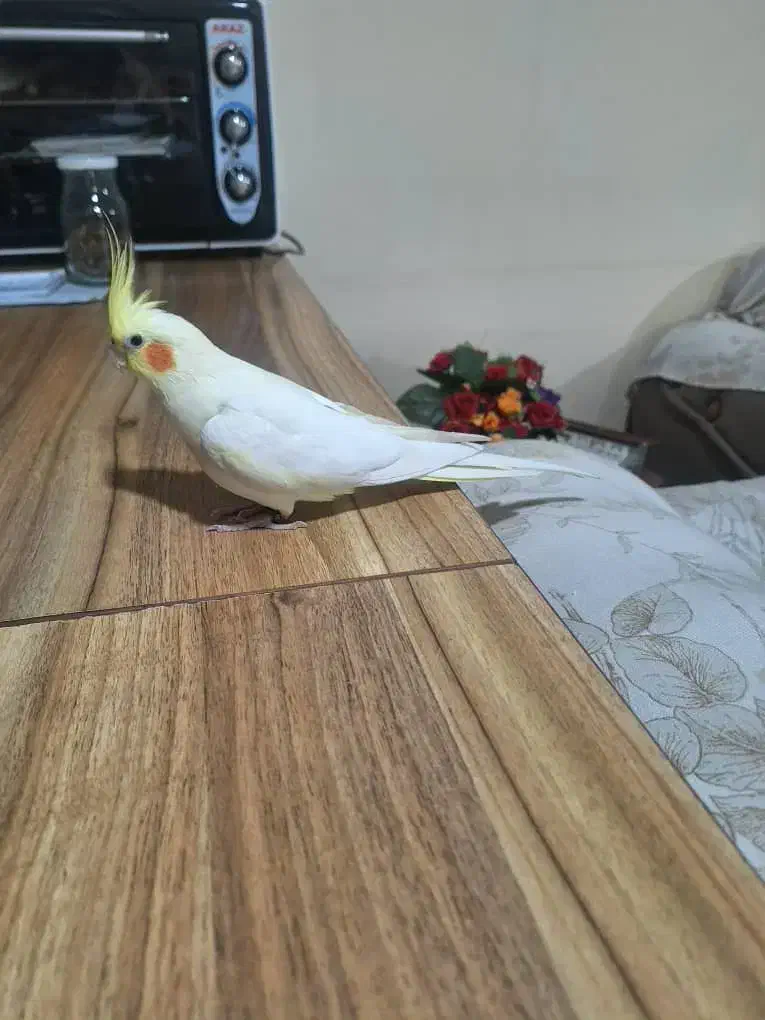 عروس هلندی|پرنده|پرند, فاز ۶|دیوار