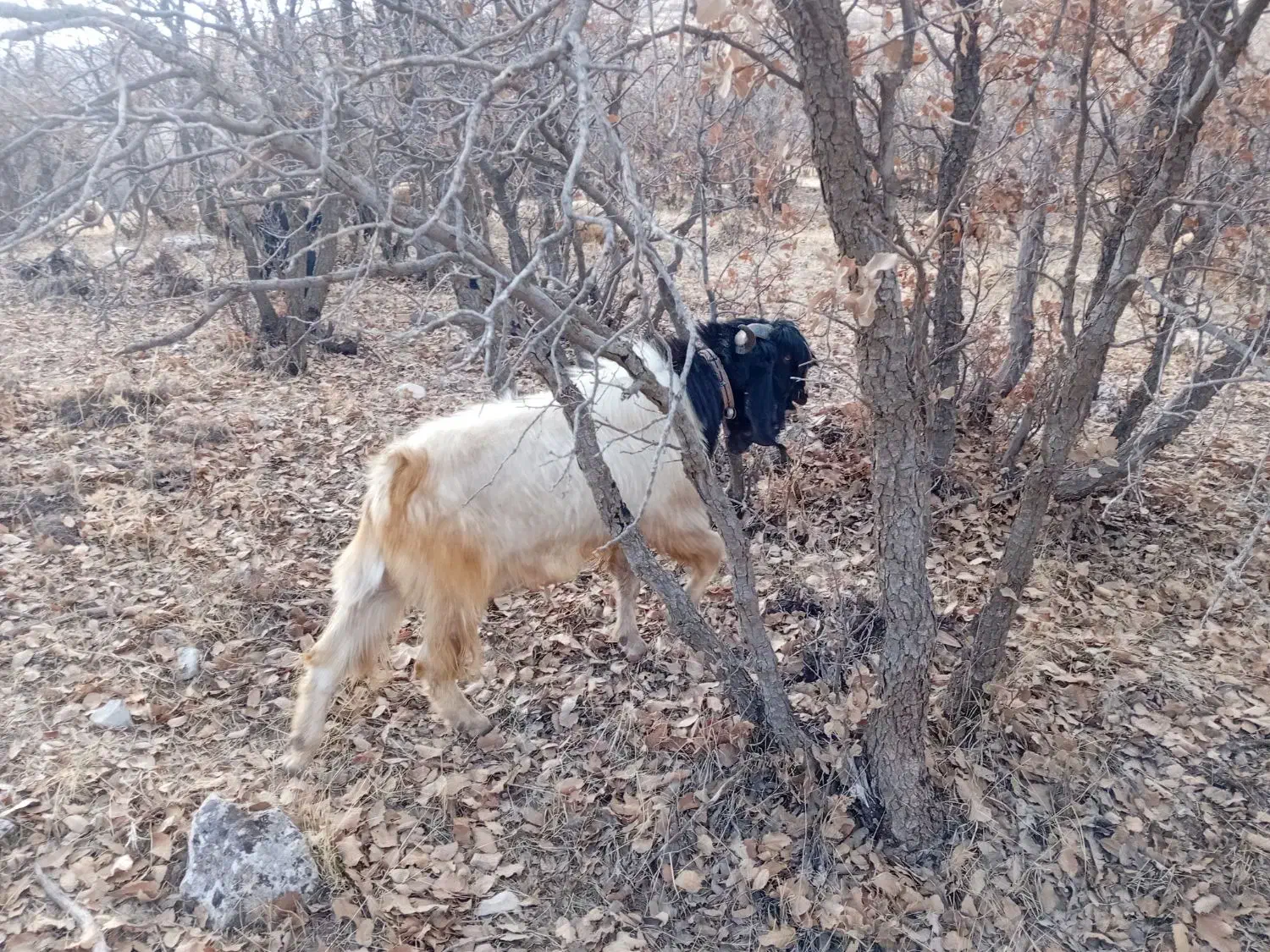 بز نر|حیوانات مزرعه|گهواره, |دیوار