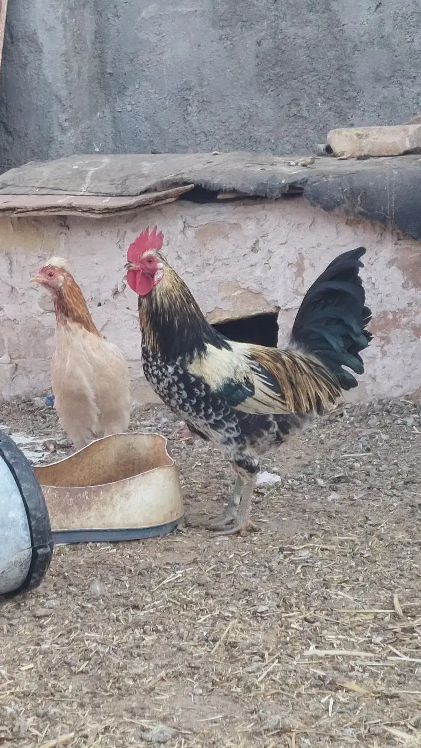 جوجه خروس|پرنده|فردوس (خراسان), |دیوار