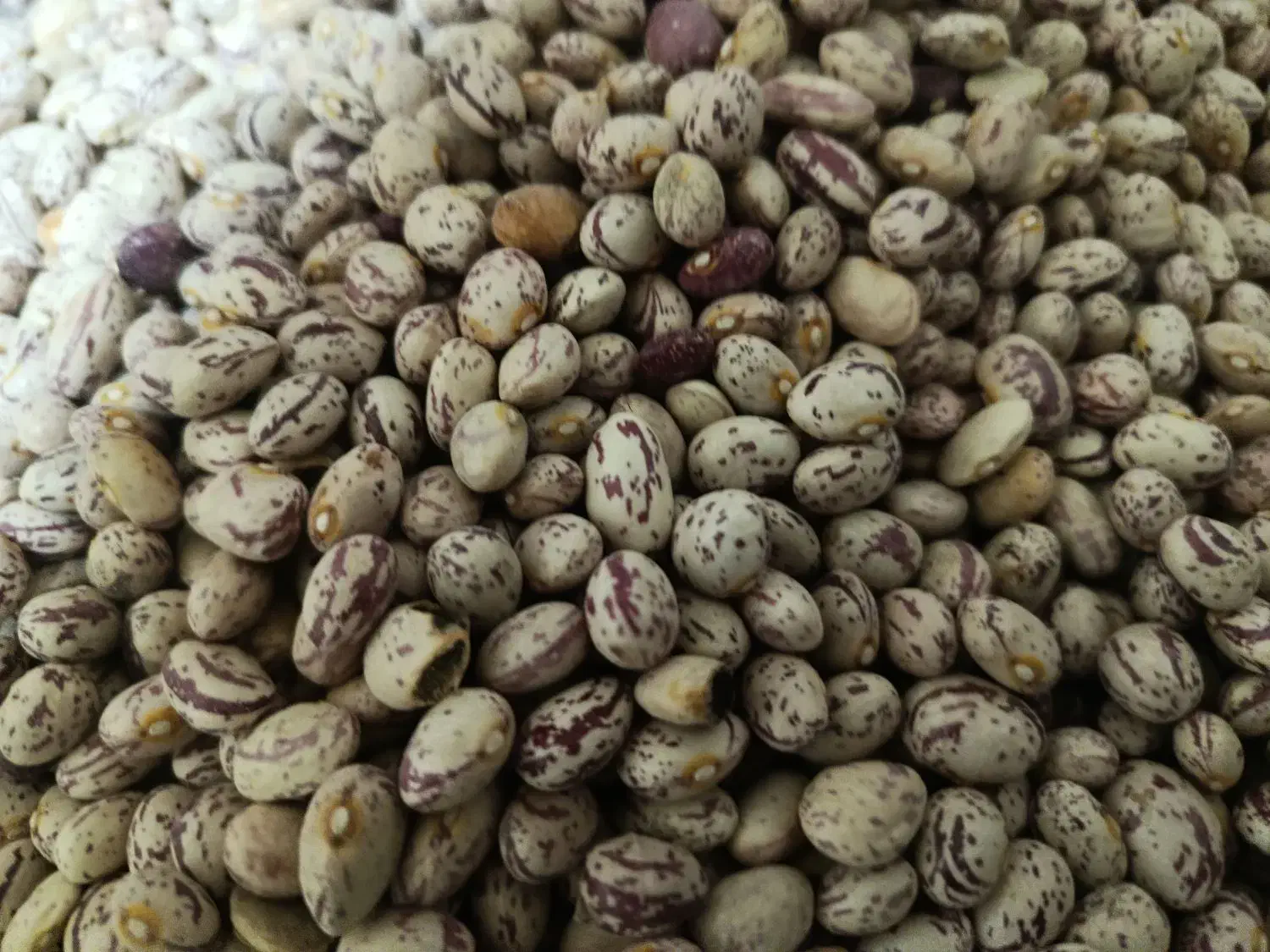 لوبیا چیتی درجه یک|خوردنی و آشامیدنی|قره چای, |دیوار