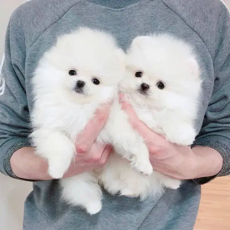 پودل /پامر/شیتزو/گلدن /چاو چاو|سگ|اصفهان, مولوی|دیوار