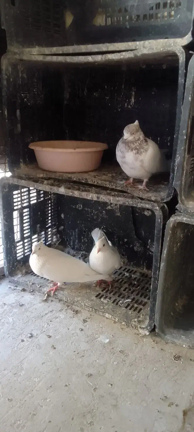 تعداد ۴کبوتر فروشی|پرنده|شاهرود, |دیوار