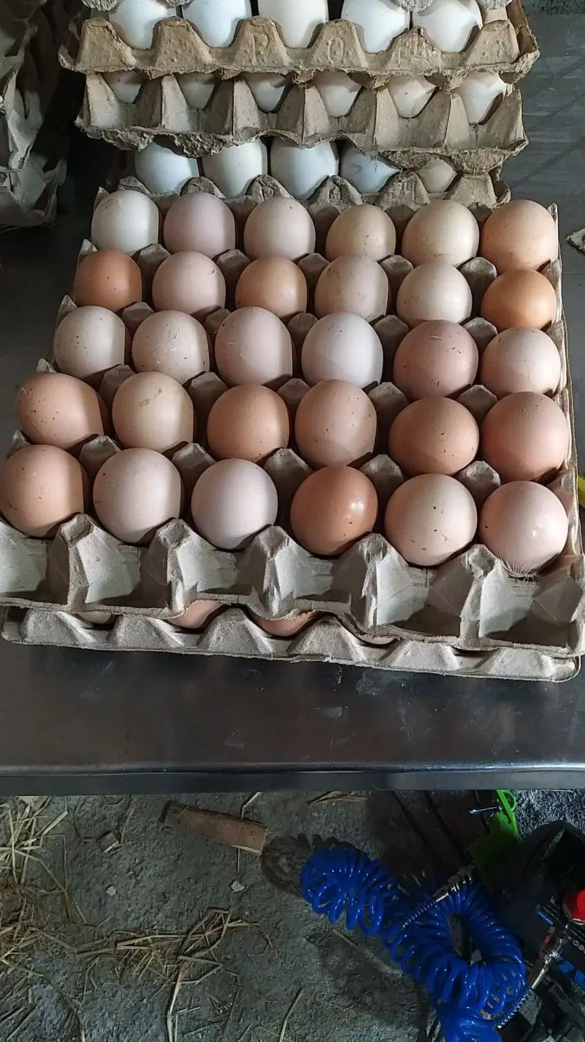 تخم مرغ محلی، ارگانیــک|خوردنی و آشامیدنی|تهران, پارک شهر|دیوار