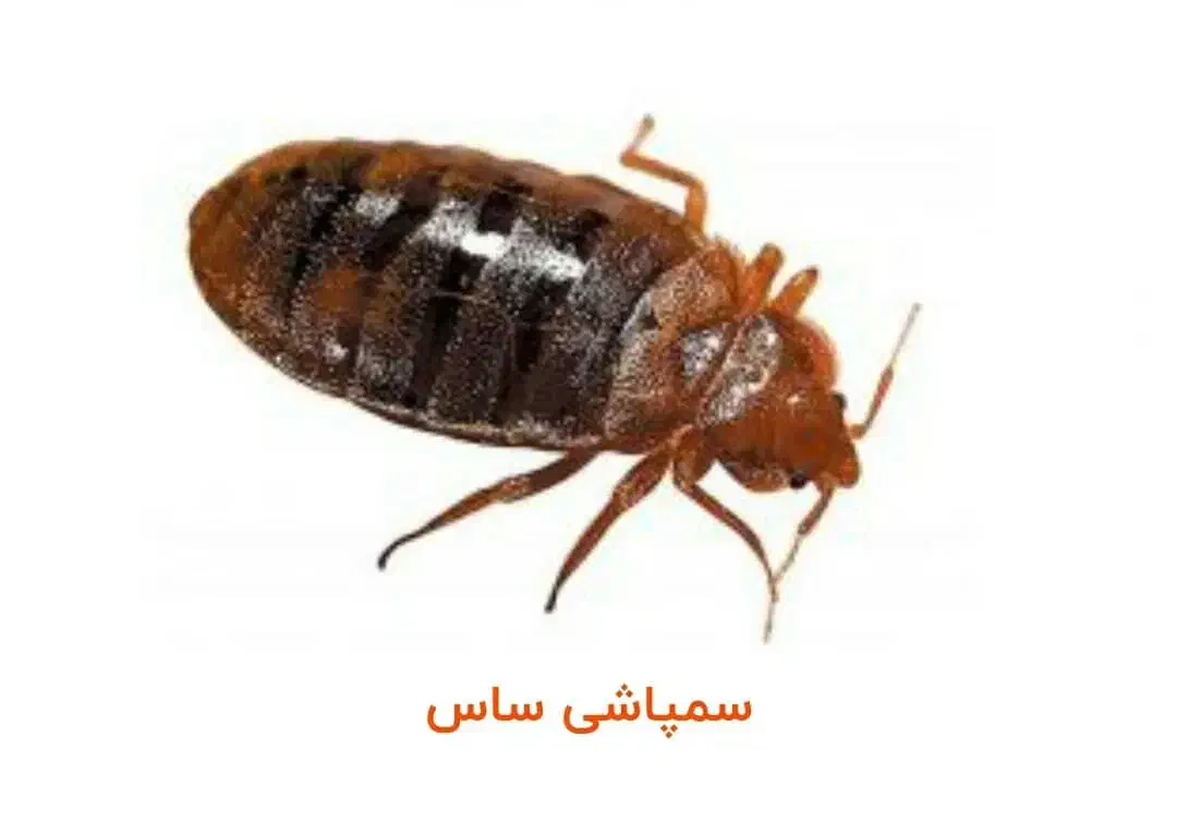 سمپاشی موریانه ، ساس ، سوسک ، موش ۱۰۰ درصد تضمینی|خدمات نظافت|اهواز, اهواز|دیوار