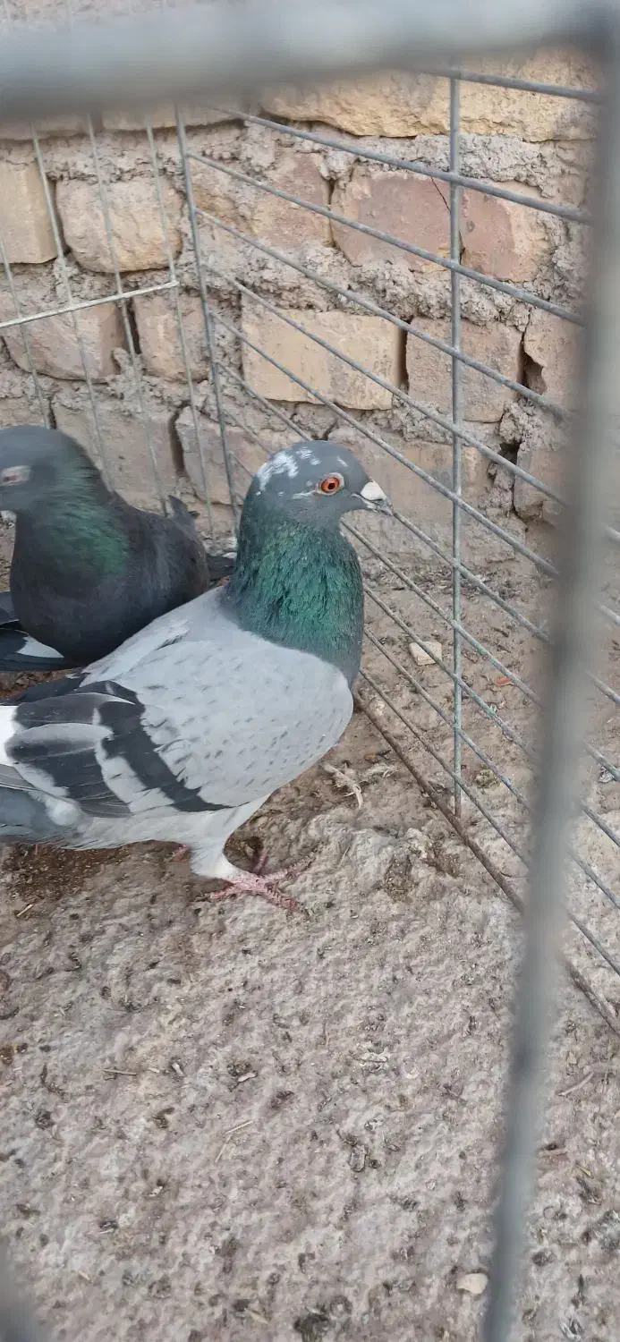 کبوتر پرشی و خوش فرم همه باهم|پرنده|اردکان, |دیوار