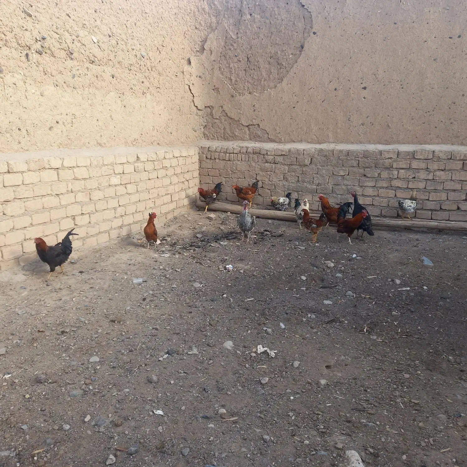 خروس|حیوانات مزرعه|قم, چهار امامزاده|دیوار