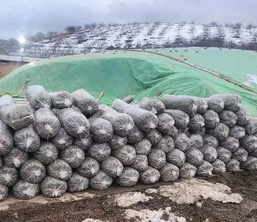 ذرت علوفه ای|عمده‌فروشی|کنگاور, |دیوار