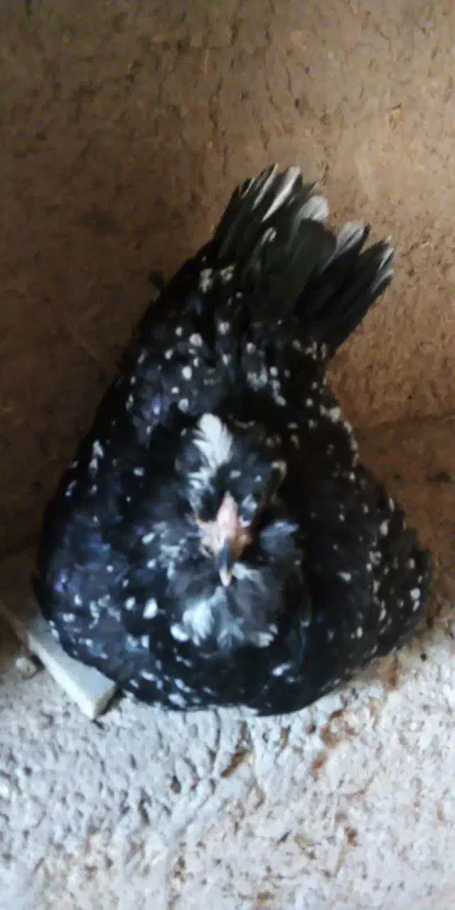 مرغ گلین و جوجه بوقلمون|حیوانات مزرعه|فولادشهر, زاینده رود|دیوار