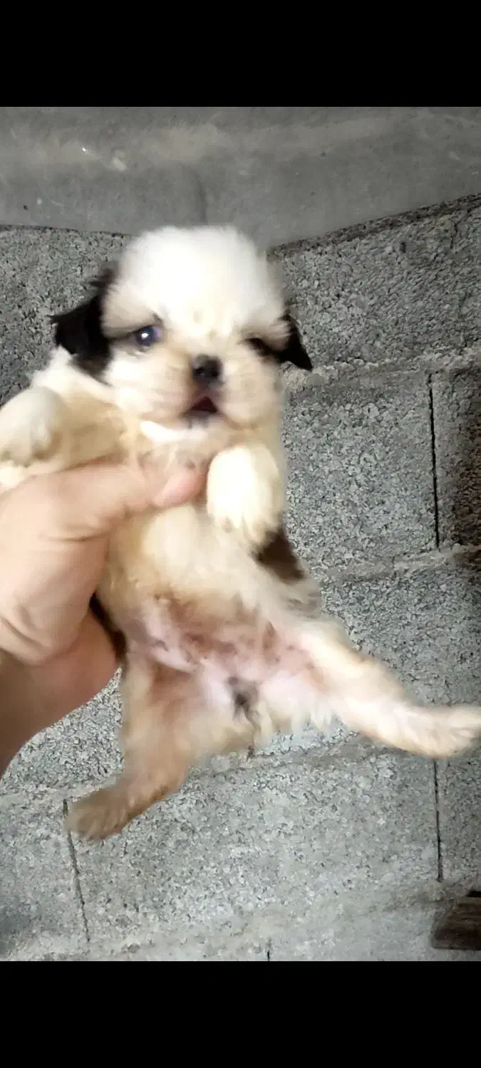 شیتزو سوپر فلت|سگ|بندر انزلی, پیل علی باغ|دیوار