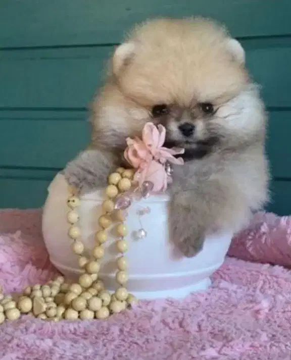 آپارتمانی پاپی سگ|سگ|اصفهان, خانه اصفهان|دیوار