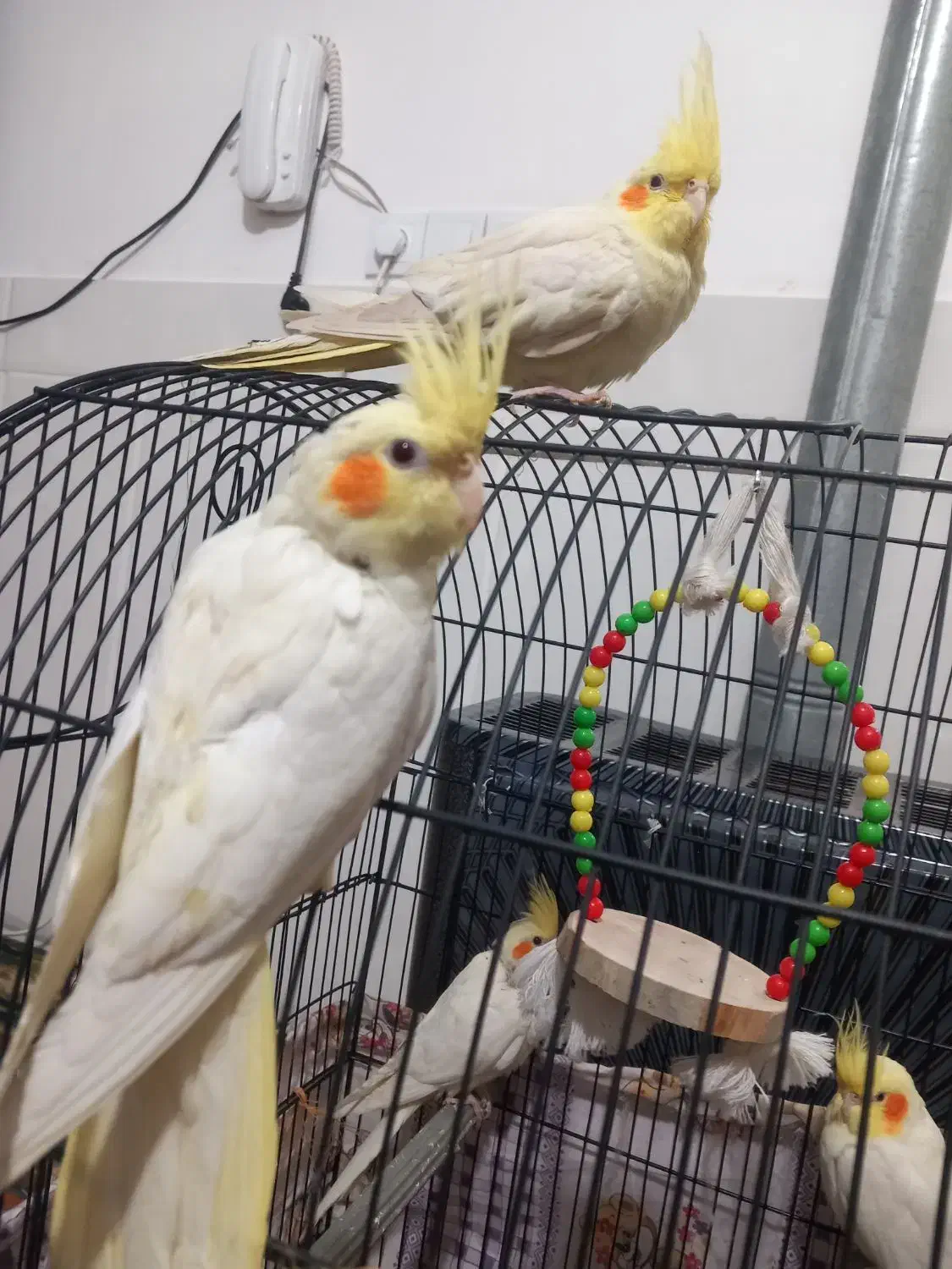 عروس هلندی|پرنده|قم, علی آباد|دیوار