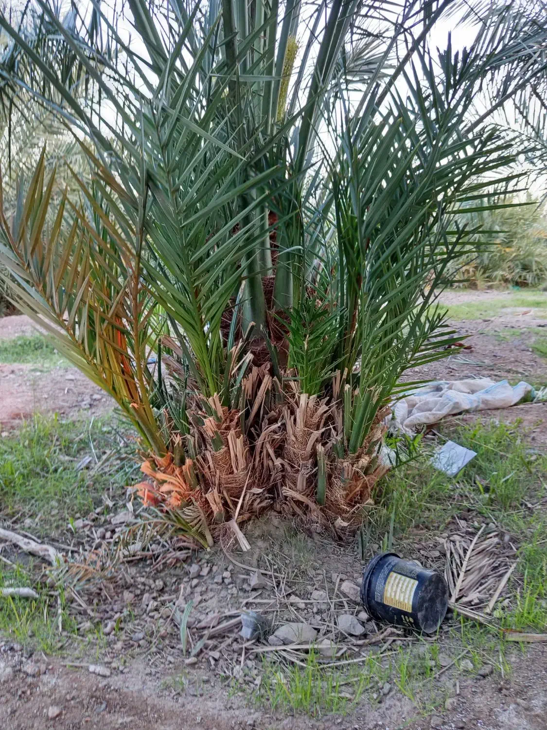 فسیل کلوته|گل و گیاه طبیعی|کهنوج, |دیوار