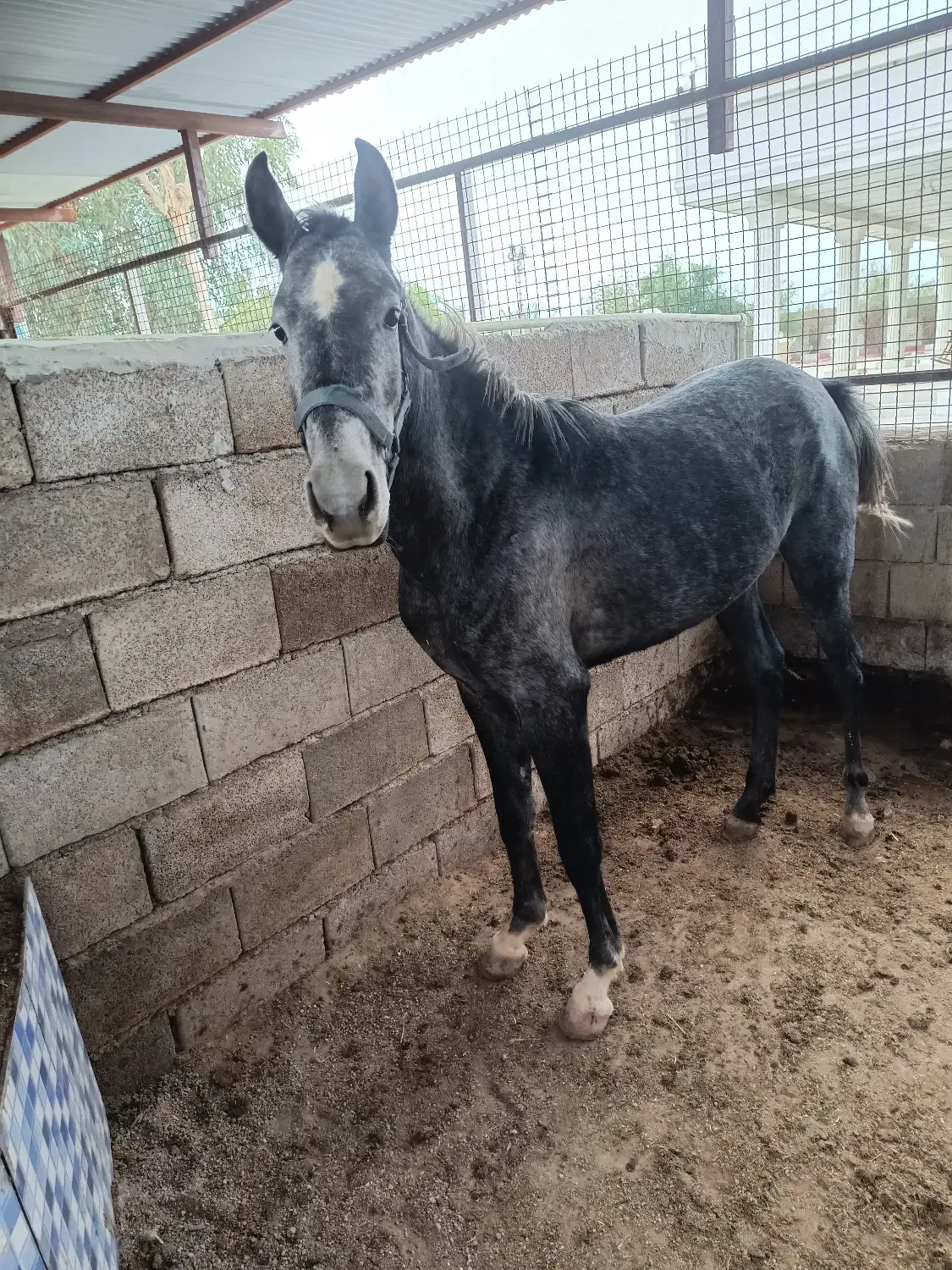 مادیون جوان|حیوانات مزرعه|اندیمشک, |دیوار