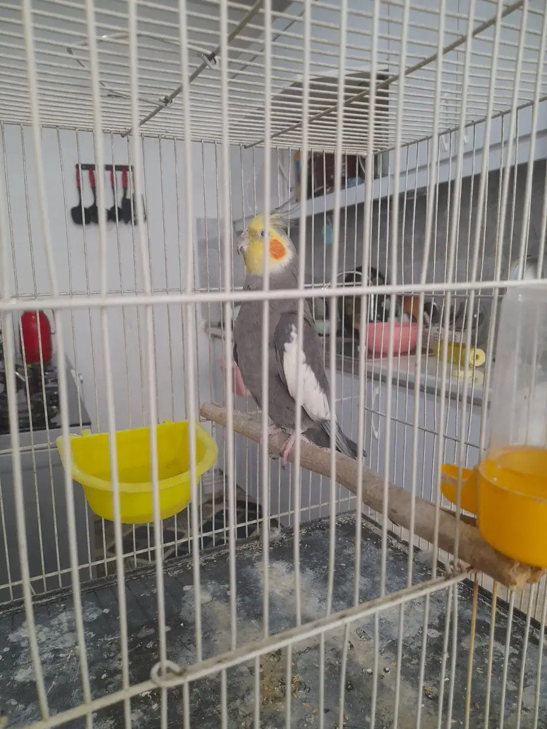 عروس هلندی|پرنده|مشهد, تلگرد|دیوار