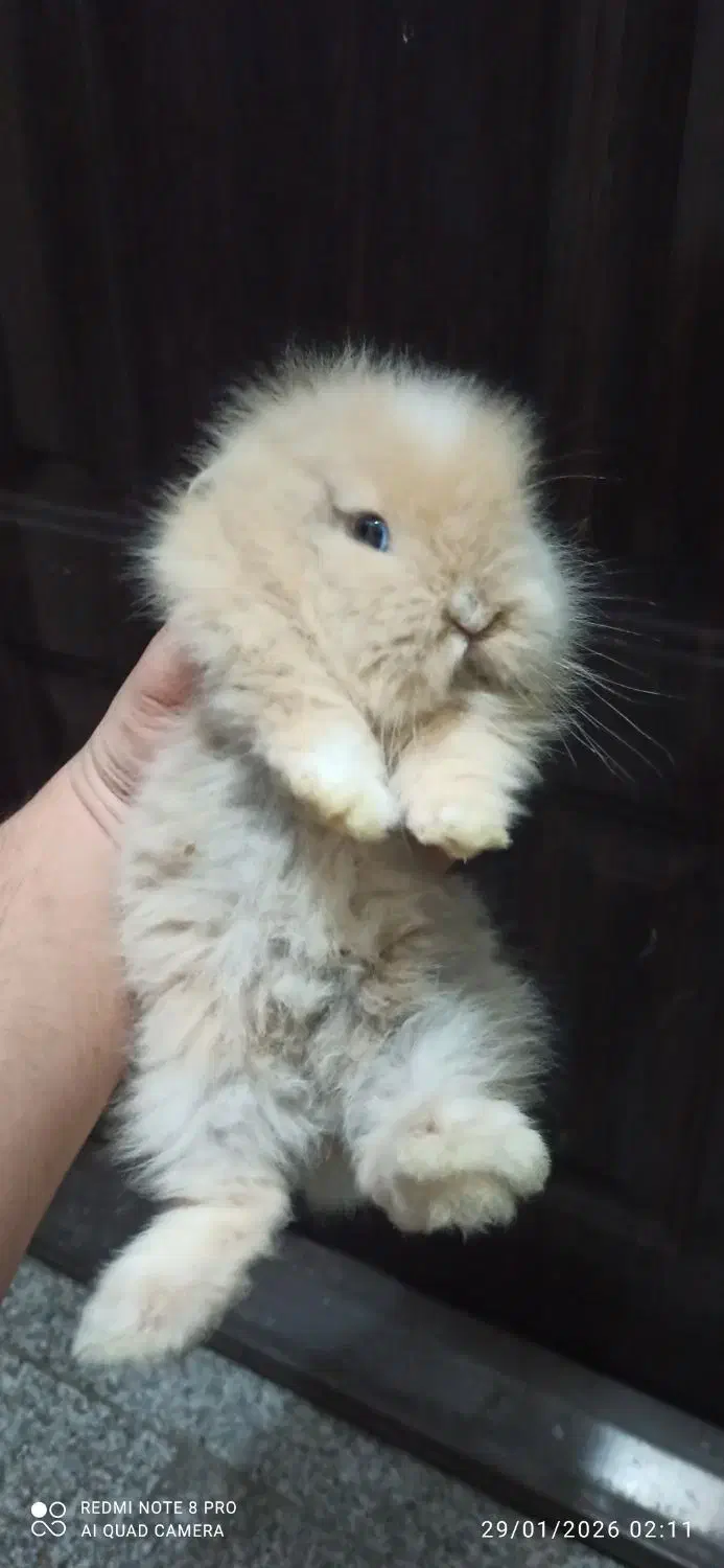 خرگوش مینیاتوری|موش و خرگوش|مشهد, کوی پلیس|دیوار