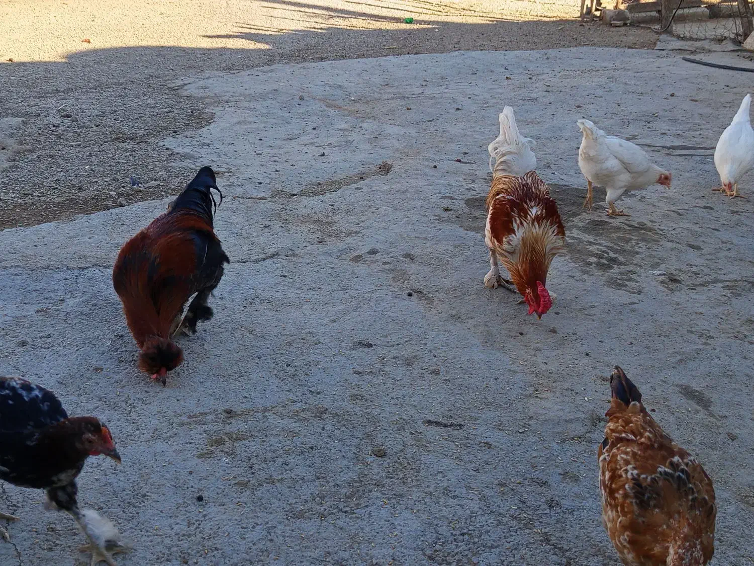 2عدد|حیوانات مزرعه|سرپل ذهاب, |دیوار