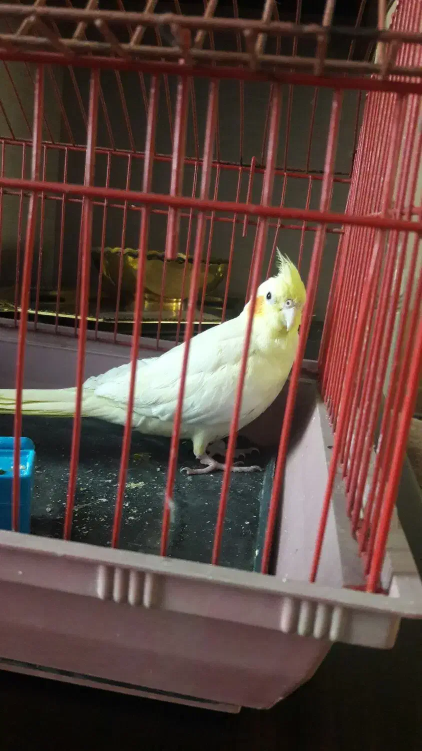 عروس هلندی|پرنده|خمین, |دیوار