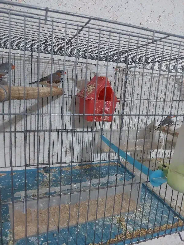 ۴جفت فنج|پرنده|مرودشت, ابوذر شمالی‎|دیوار