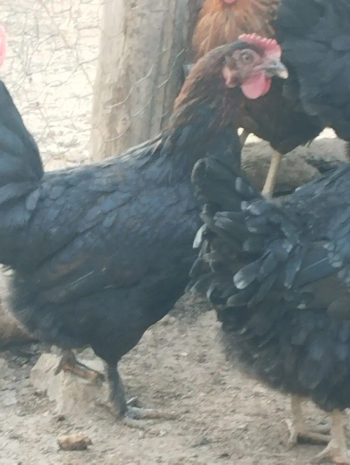 مرغ محلی کرچ شو|حیوانات مزرعه|رودهن, |دیوار