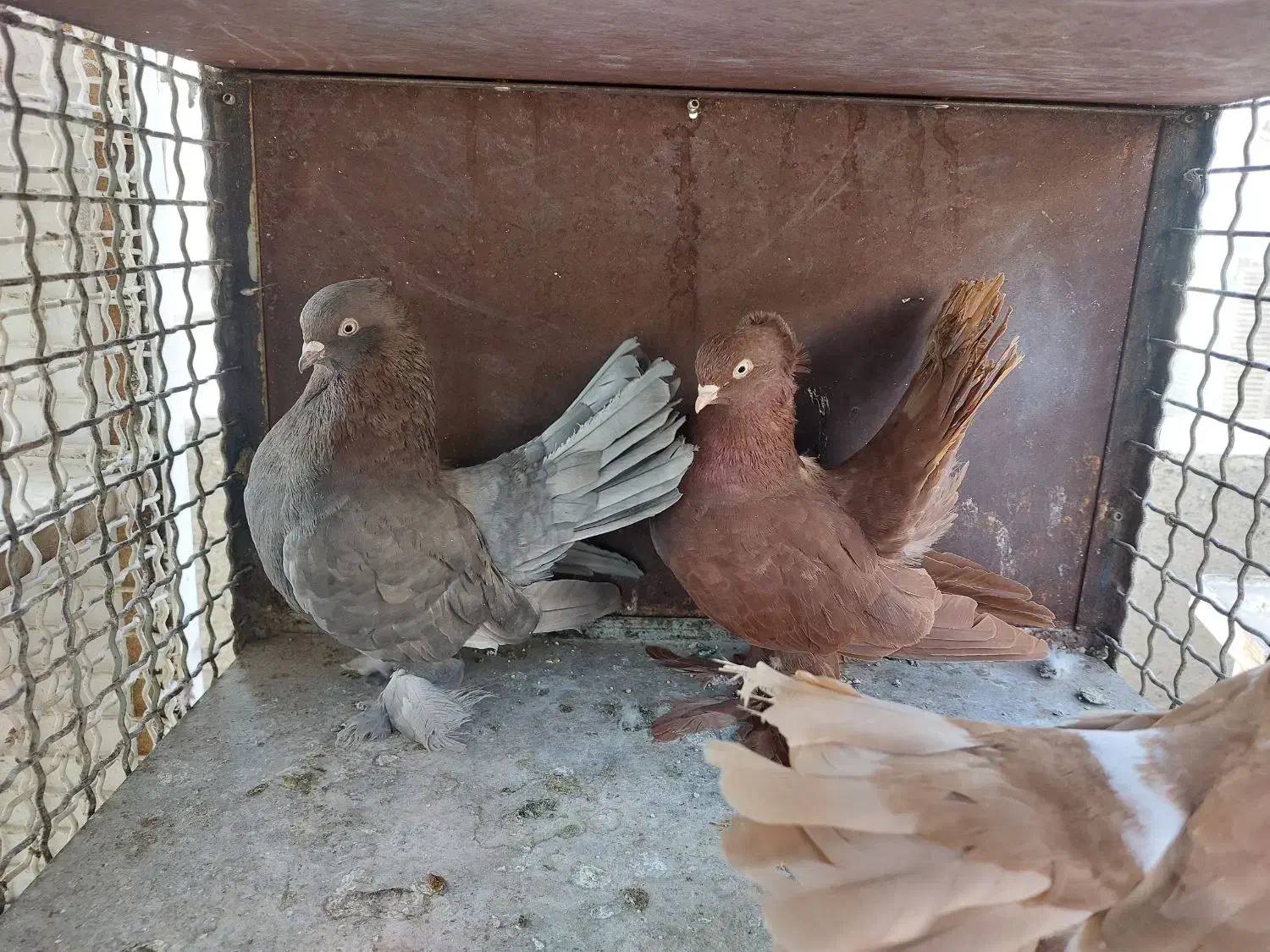 کبوتر یو|پرنده|تهران, سهروردی|دیوار