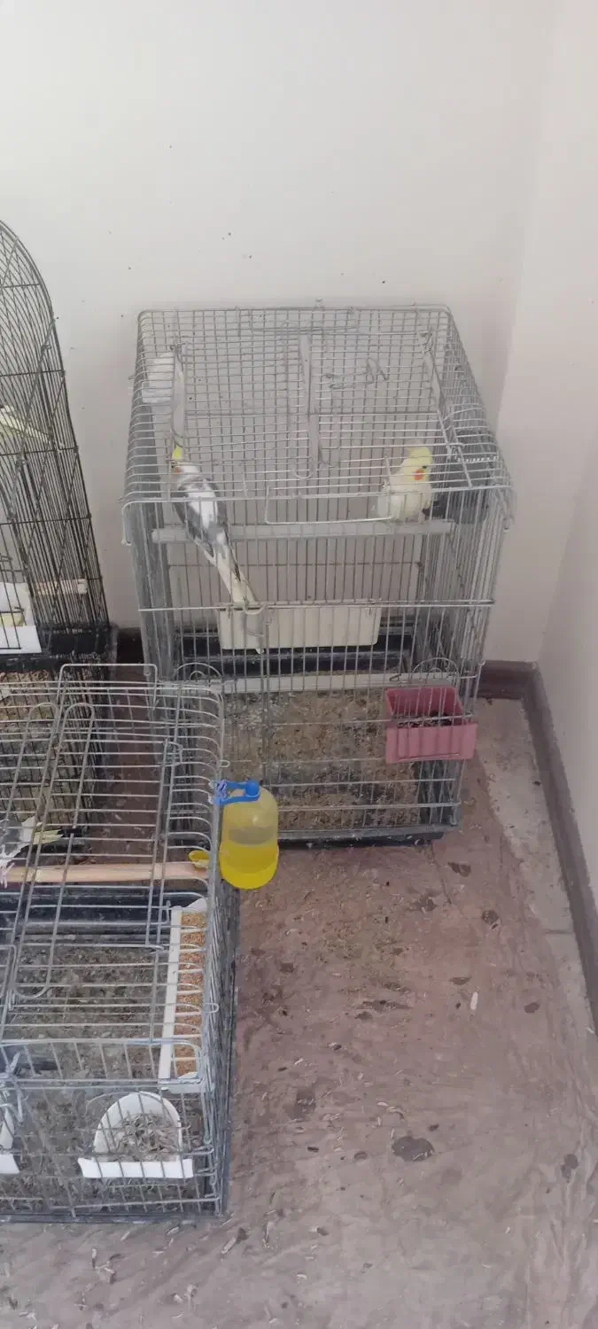 طوطی عروس هلندی|پرنده|آمل, |دیوار