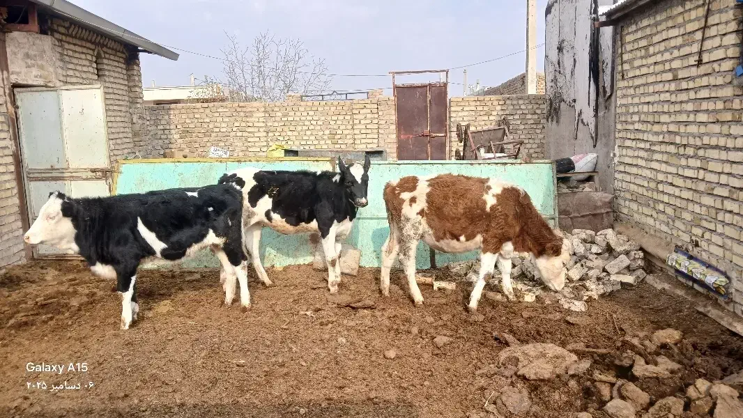 ۳راس گوساله ماده ۲راس سمینتال ۱راس هلشتاین جنس|حیوانات مزرعه|تاکستان, |دیوار