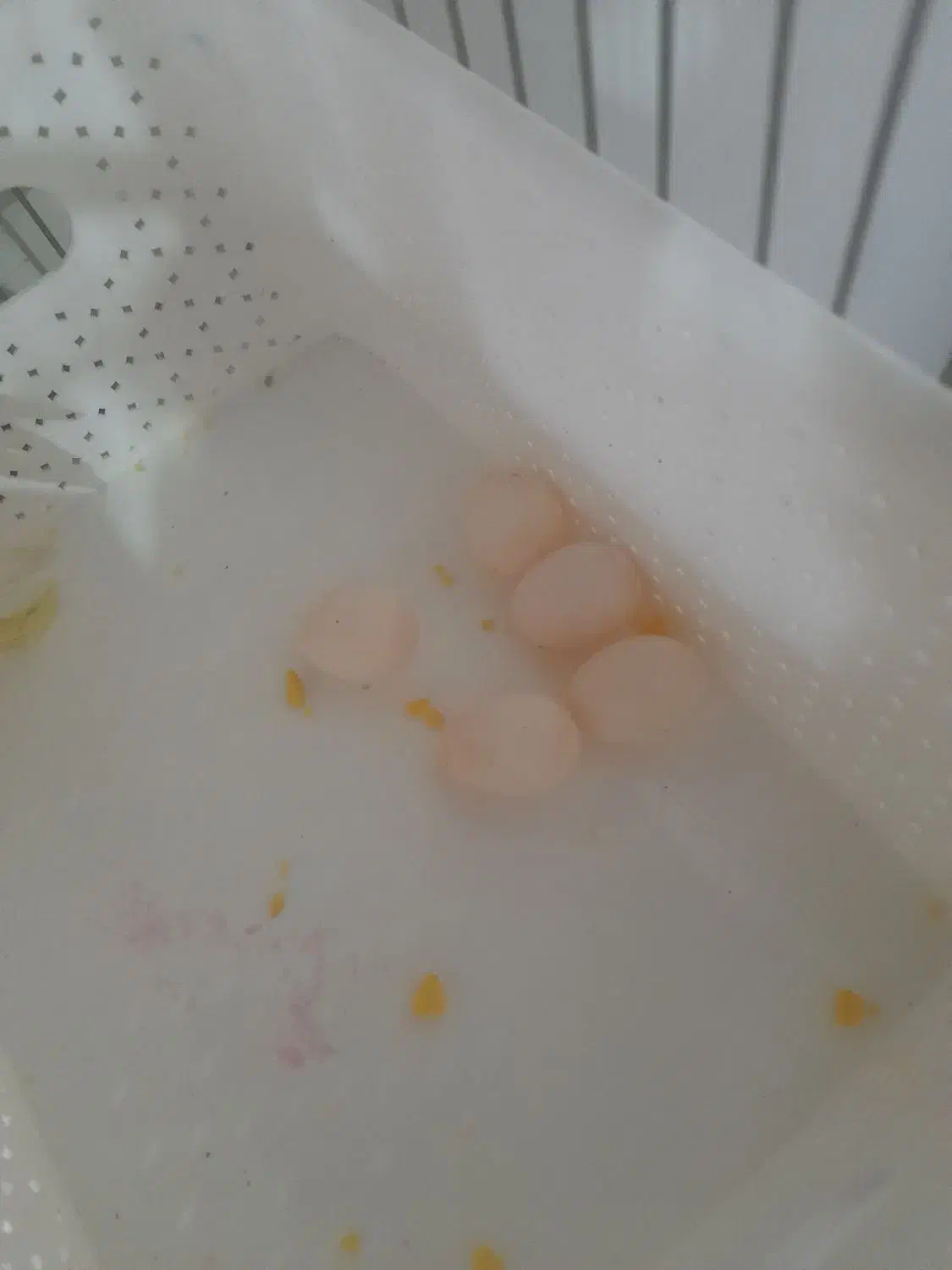 عروس هلندی جفت مولد وسخنگو|پرنده|تهران, دکتر هوشیار|دیوار