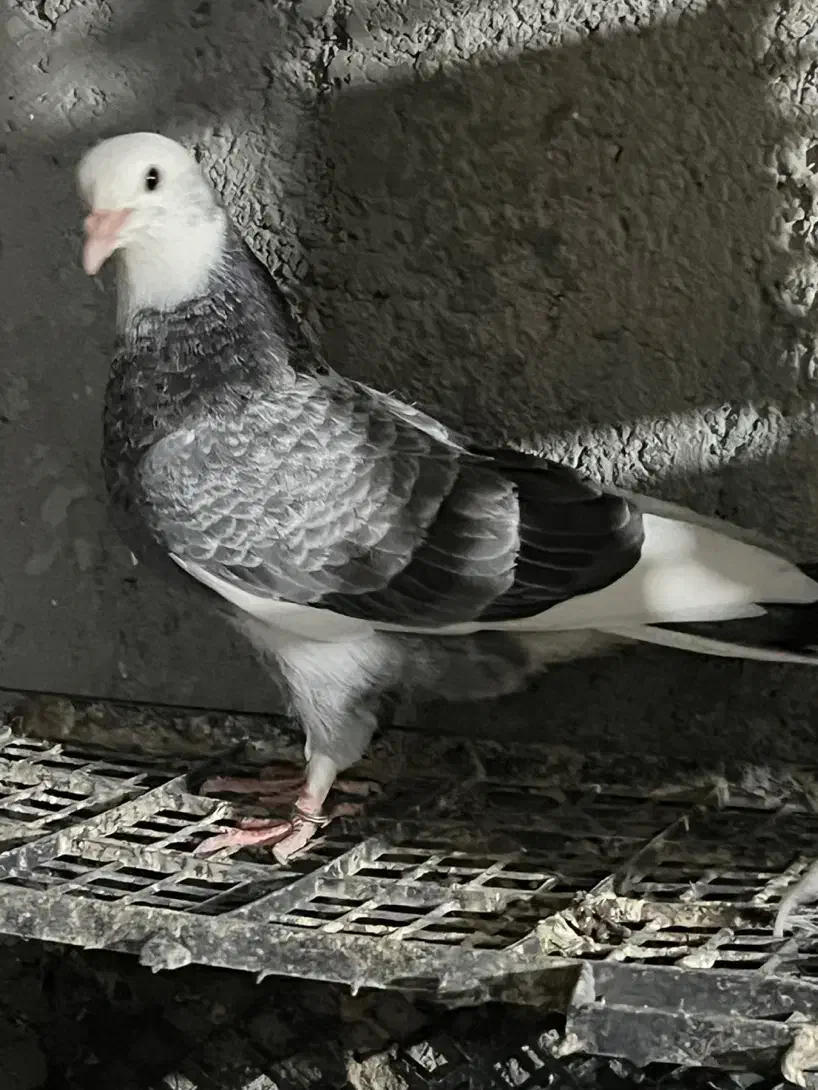 جوجه کفتر|پرنده|محمدشهر, عباس آباد|دیوار