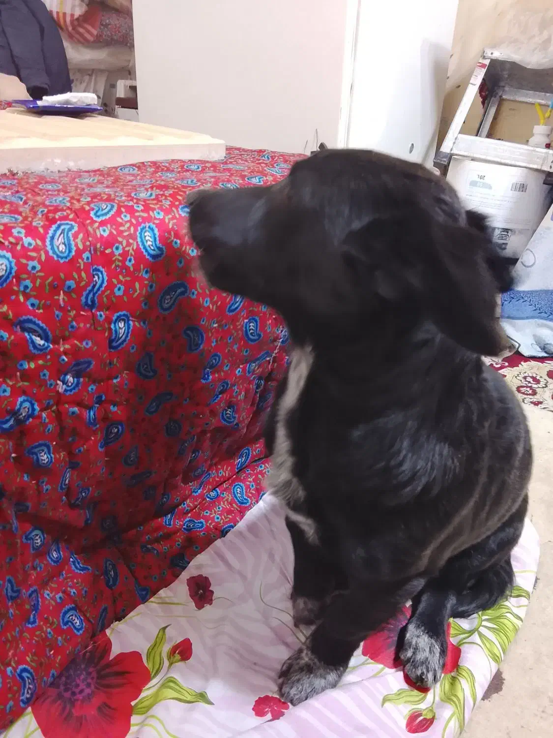 سگ پاکوتاه|سگ|بیرجند, |دیوار