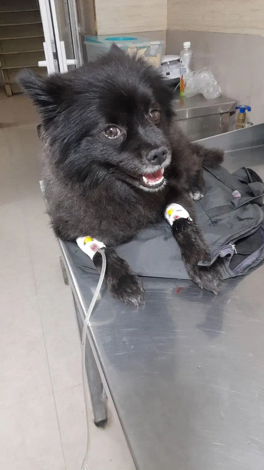 سگ گمشده|سگ|گلستان (تهران), |دیوار