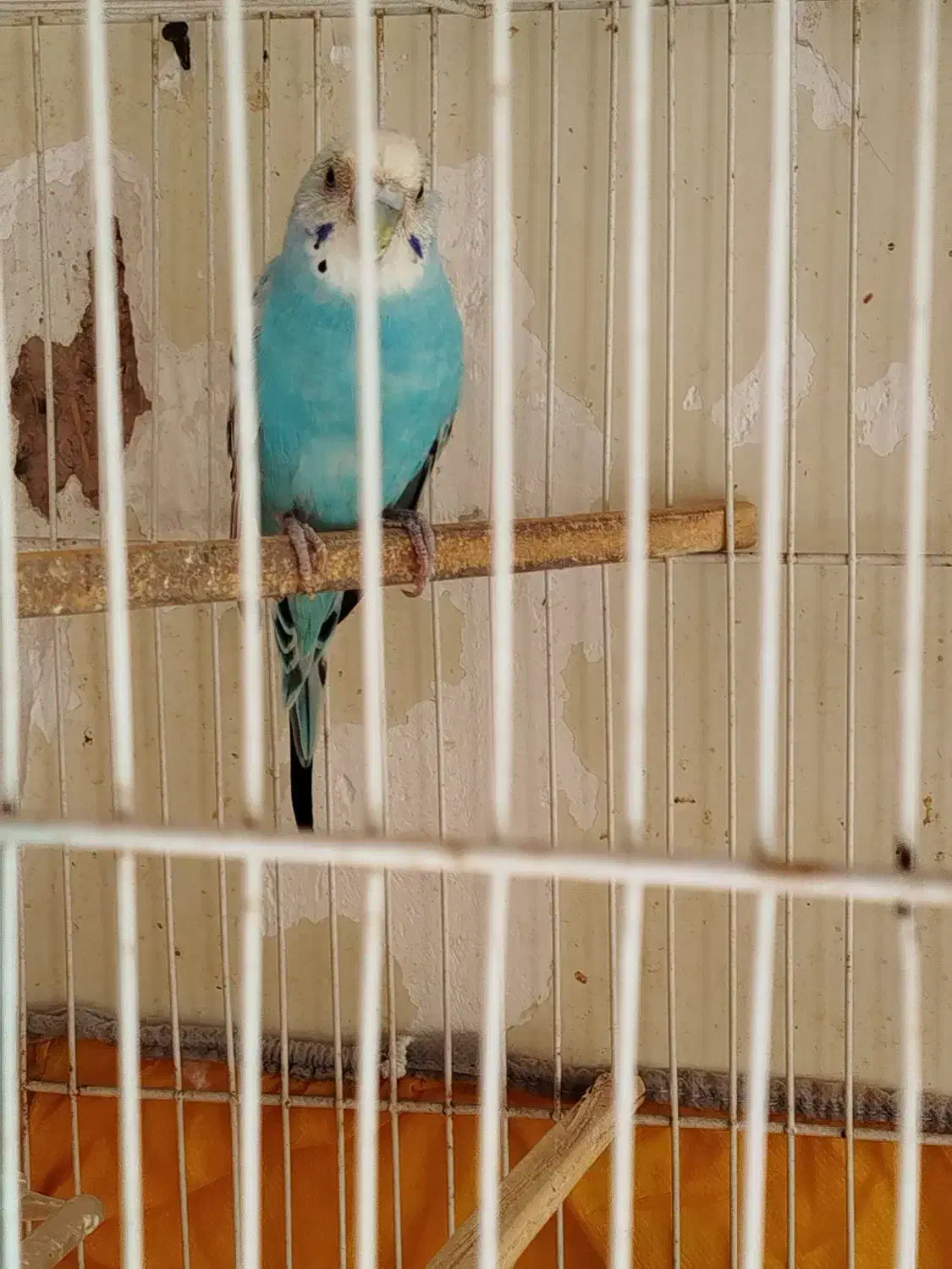 مرغ عشق ماده مولد|پرنده|کرمان, |دیوار