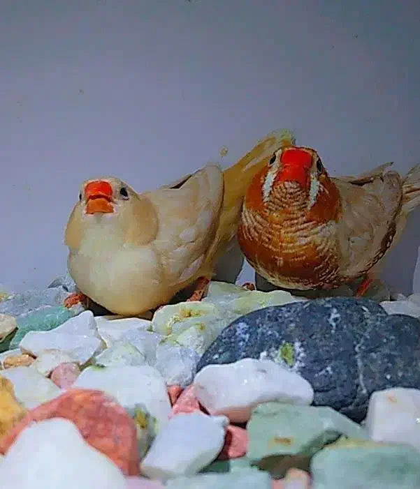 فنچ اورنج مرغ عشق رنگین کمانی|پرنده|یزد, |دیوار